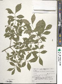 Euonymus alatus image