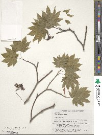 Acer japonicum image