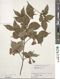 Weigela decora image