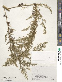 Artemisia annua image