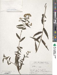 Aster taiwanensis image