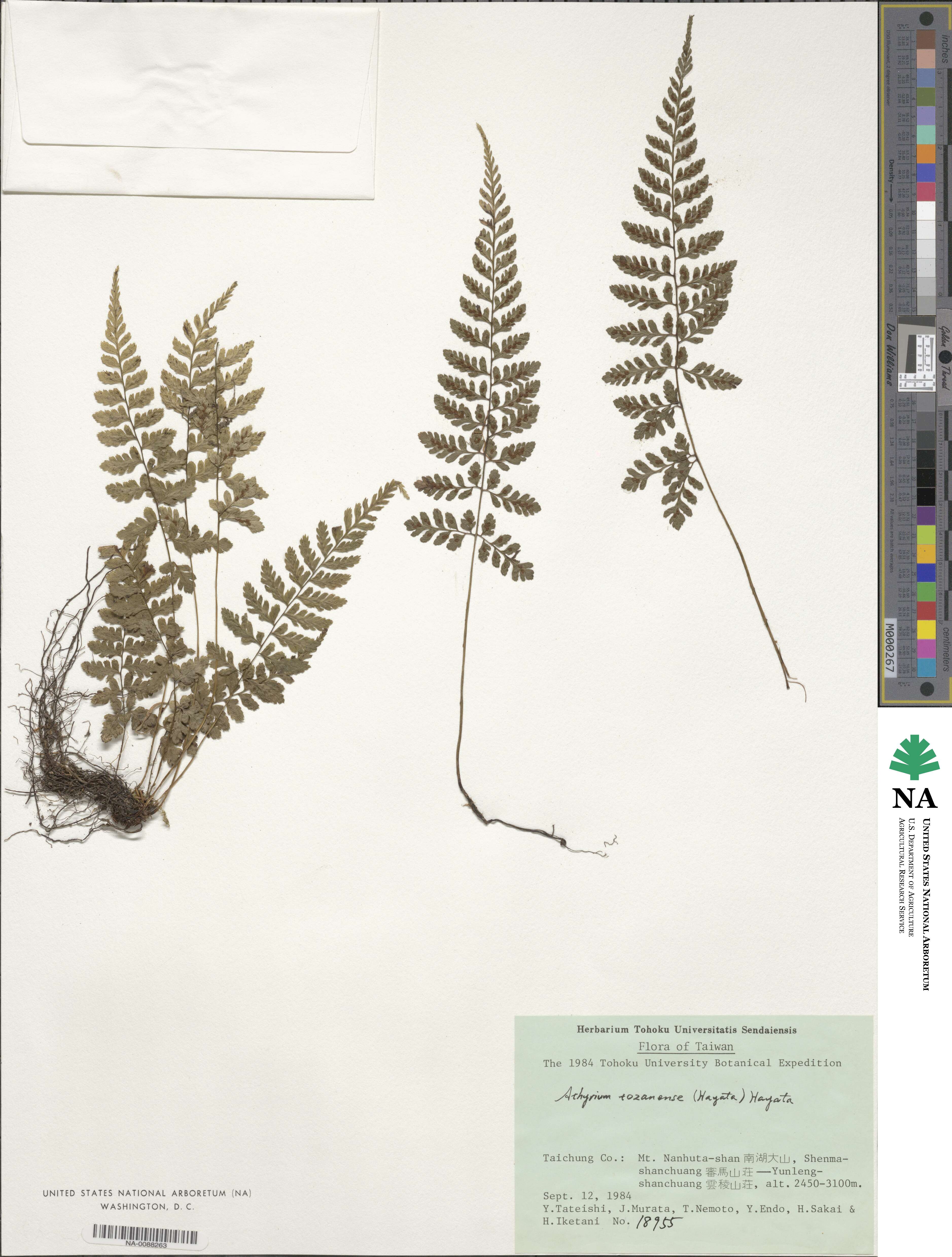 Athyrium tozanense image