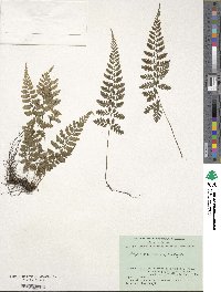 Image of Athyrium tozanense