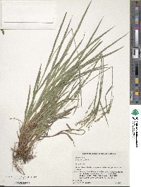 Carex incisa image