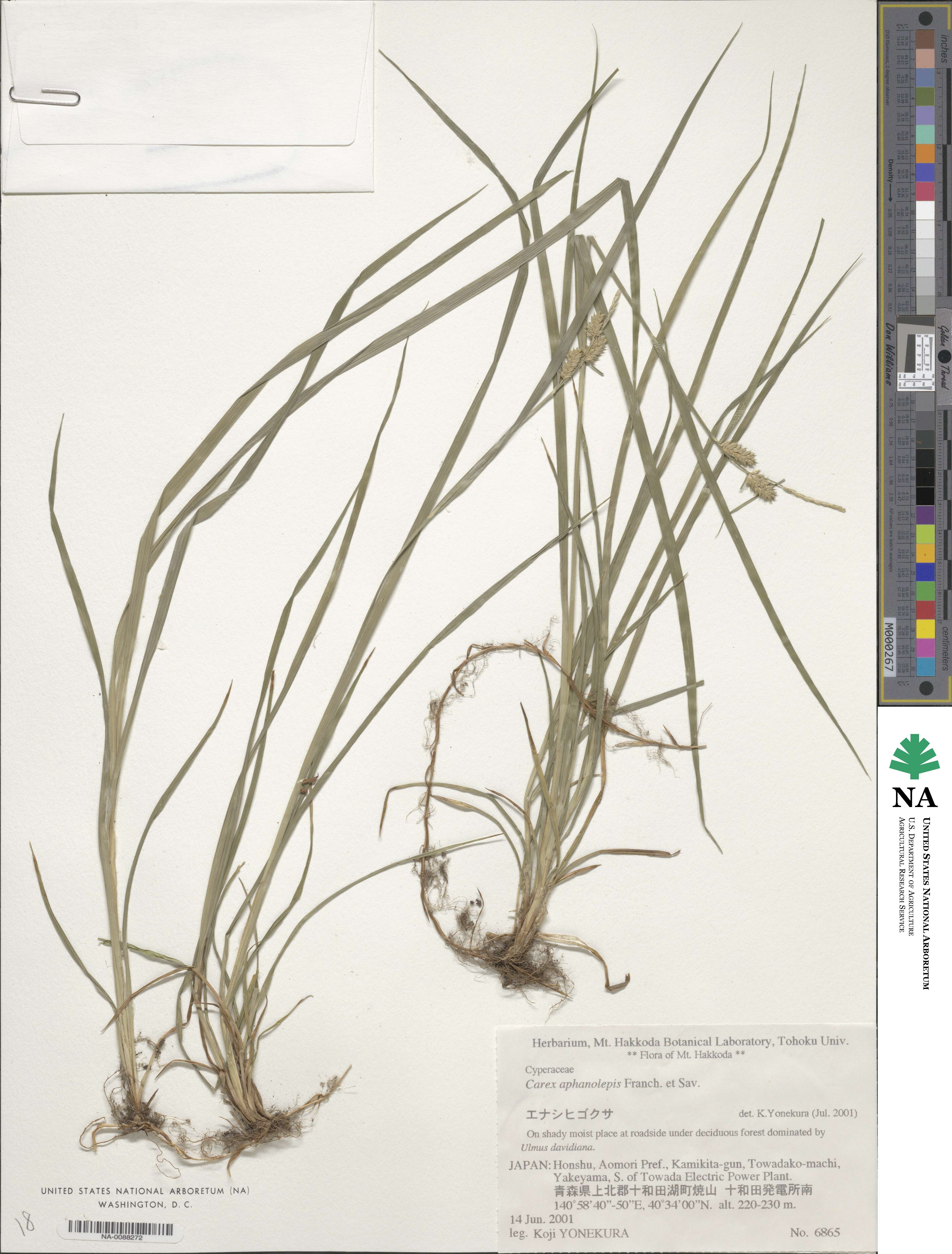 Carex aphanolepis image