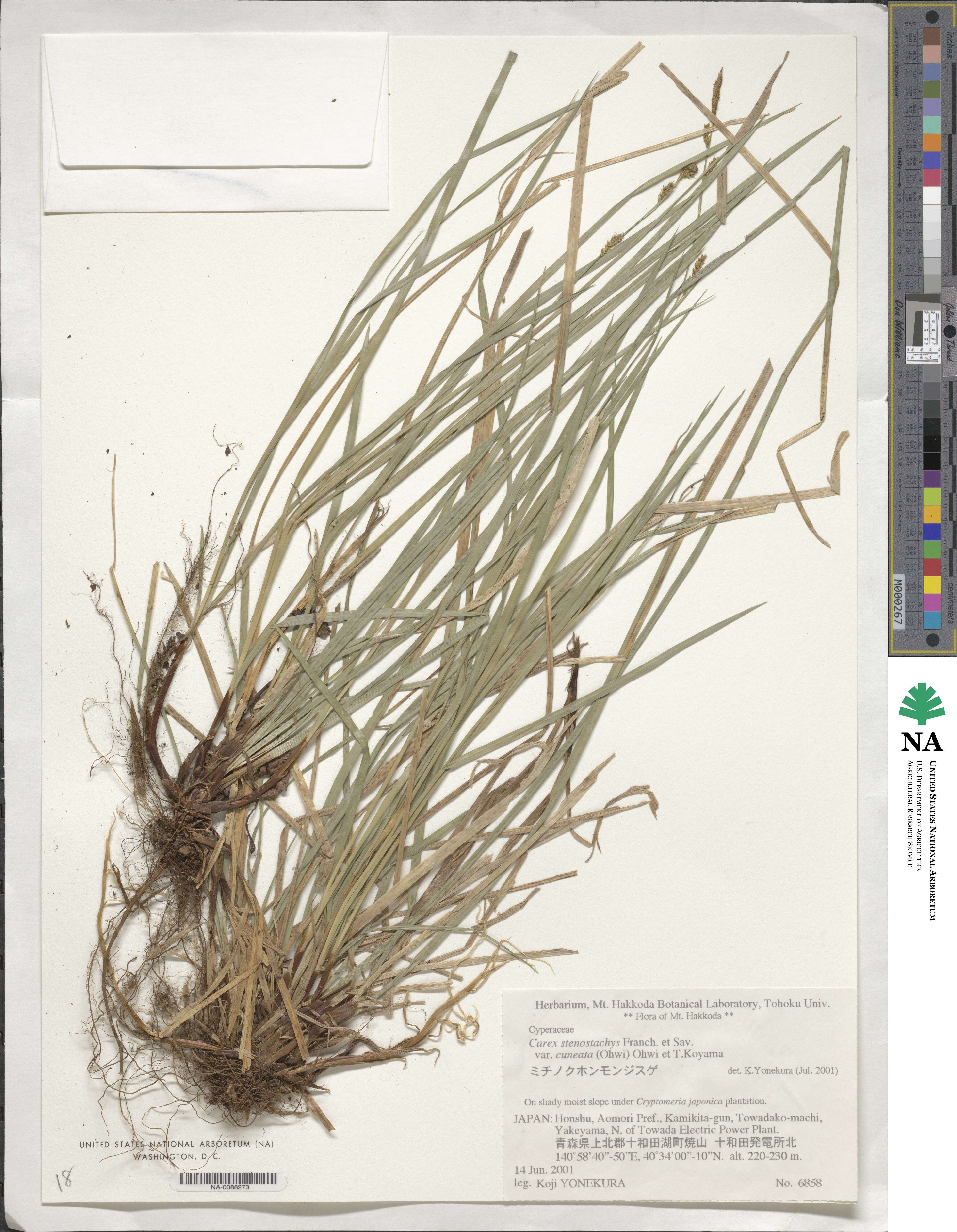 Carex stenostachys var. cuneata image