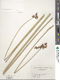 Image of Scirpus tabernaemontani