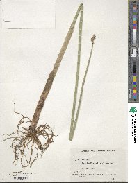 Image of Cyperus articulatus