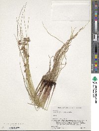 Image of Juncus decipiens