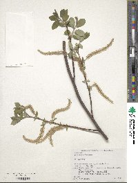 Salix vulpina image