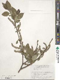 Salix sieboldiana image