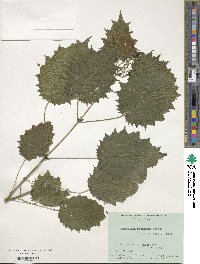 Girardinia diversifolia subsp. diversifolia image