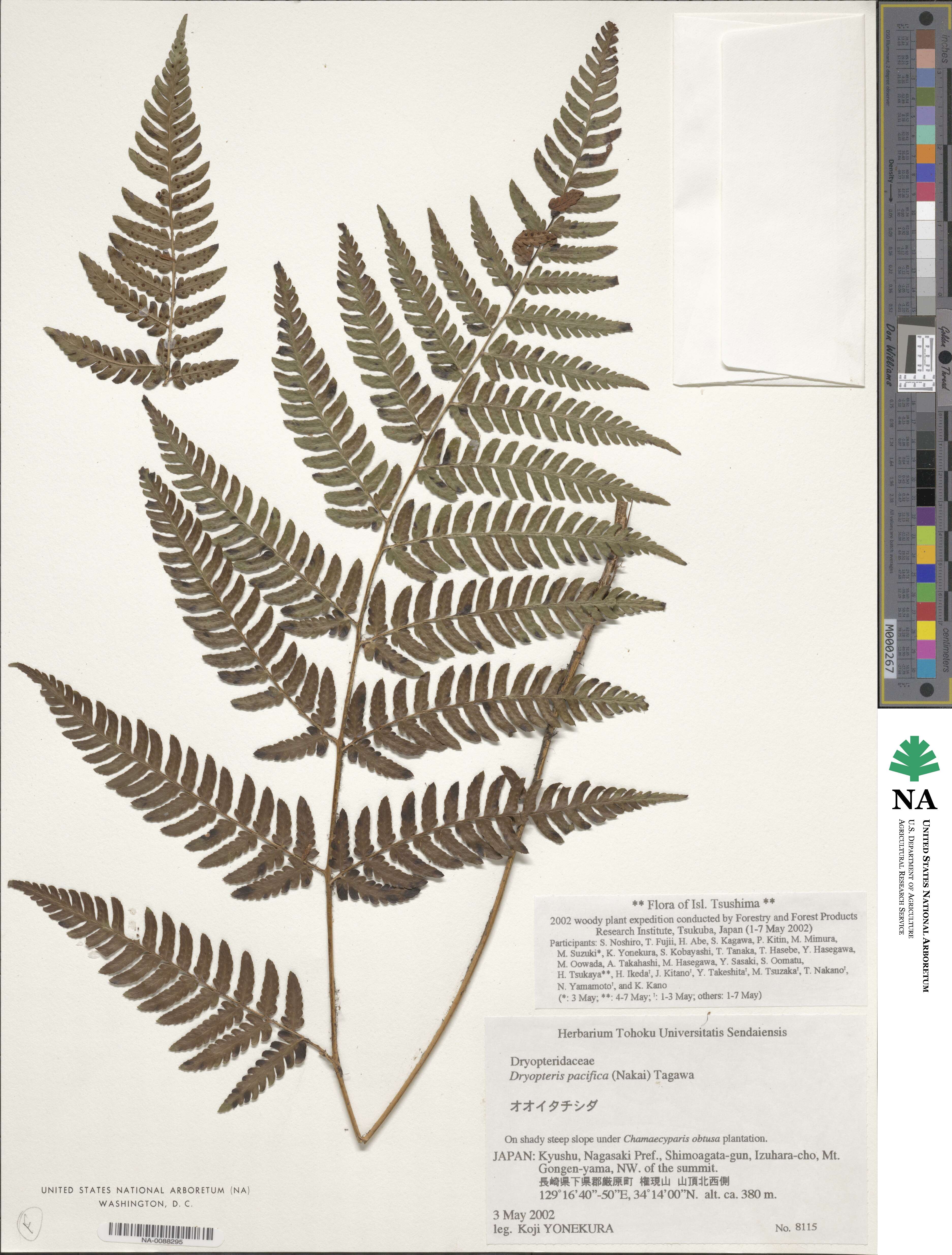 Dryopteris immixta image