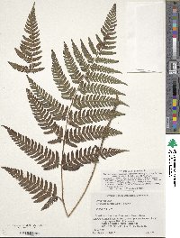 Dryopteris immixta image