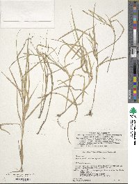 Image of Zoysia sinica