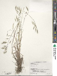 Bromus japonicus image