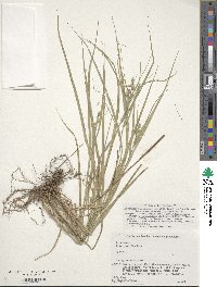 Carex gibba image