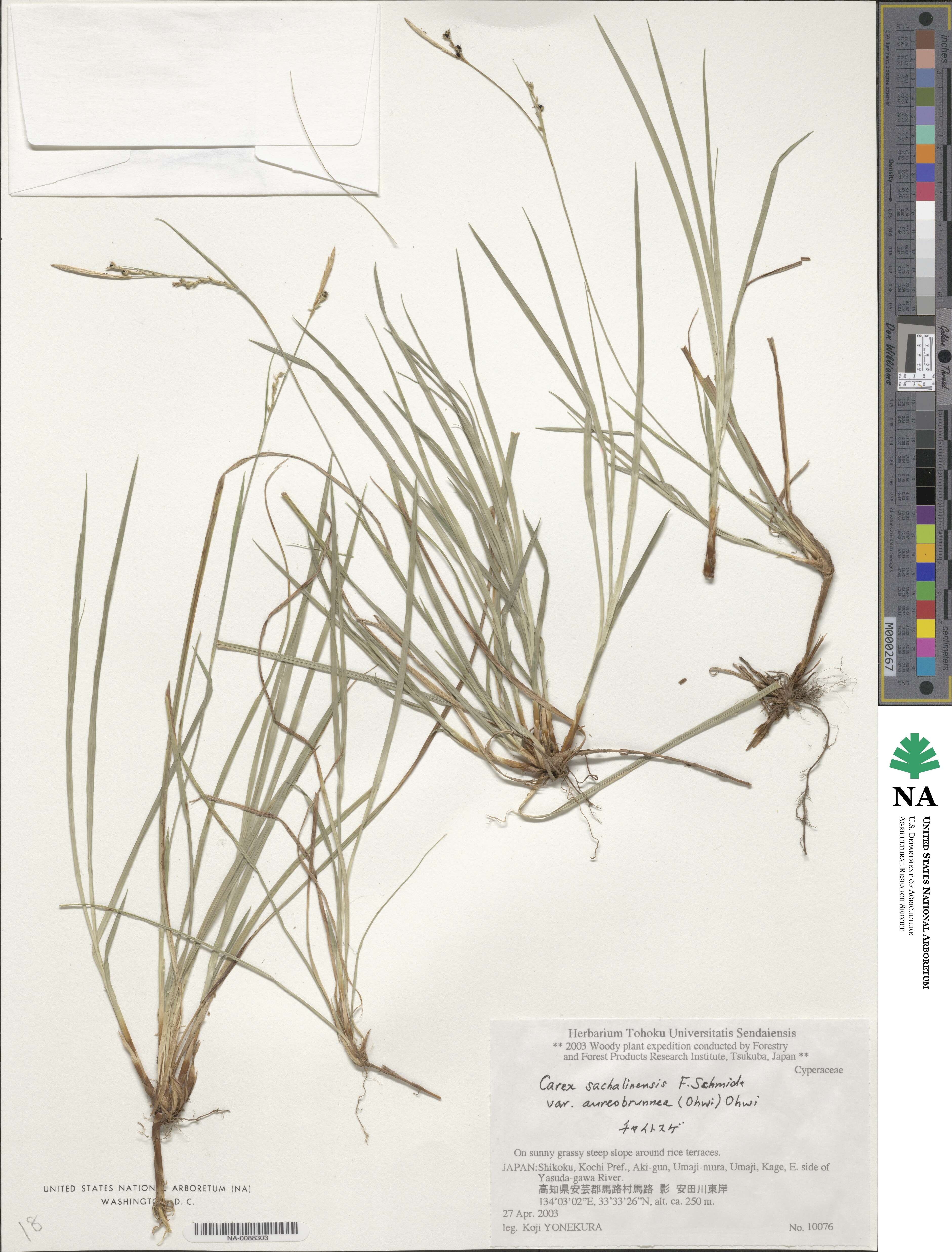 Carex pisiformis var. aureobrunnea image