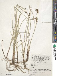 Carex scabrifolia image