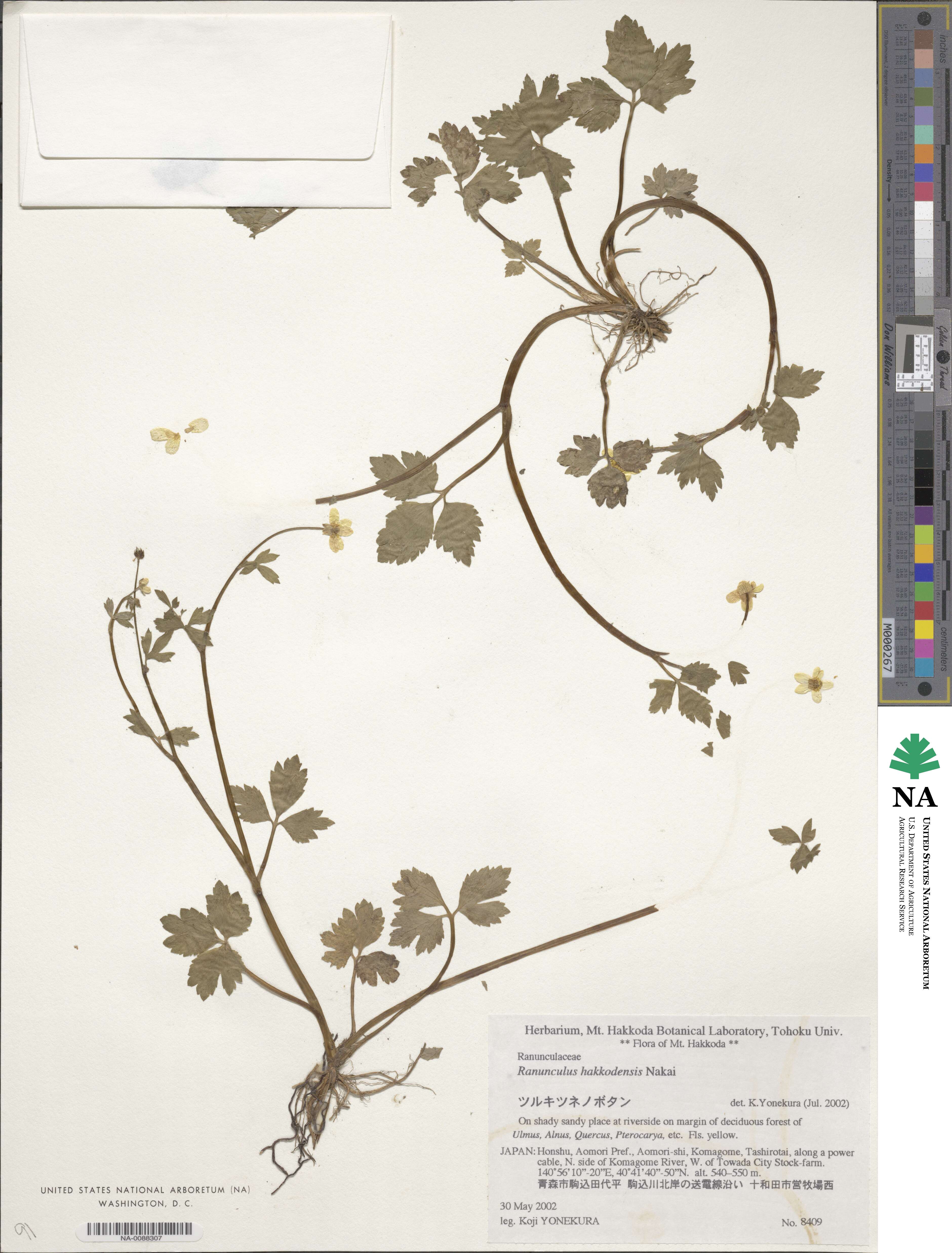 Ranunculus hakkodensis image