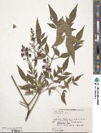 Nandina domestica image