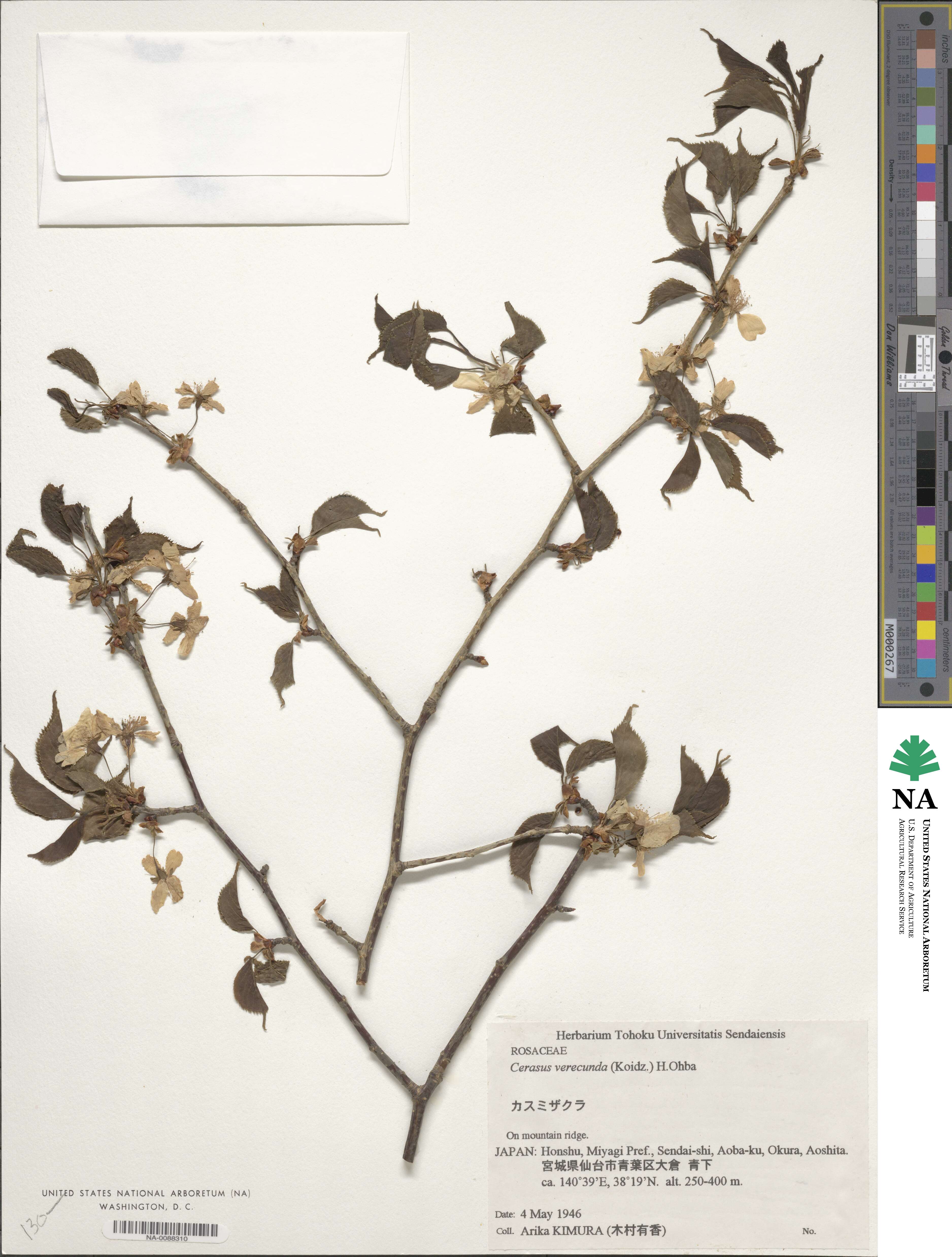 Prunus leveilleana image