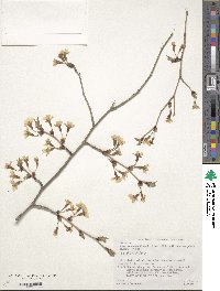 Prunus apetala image