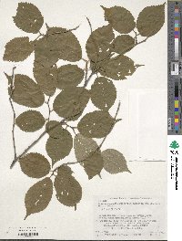 Prunus apetala image