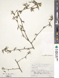 Prunus apetala image