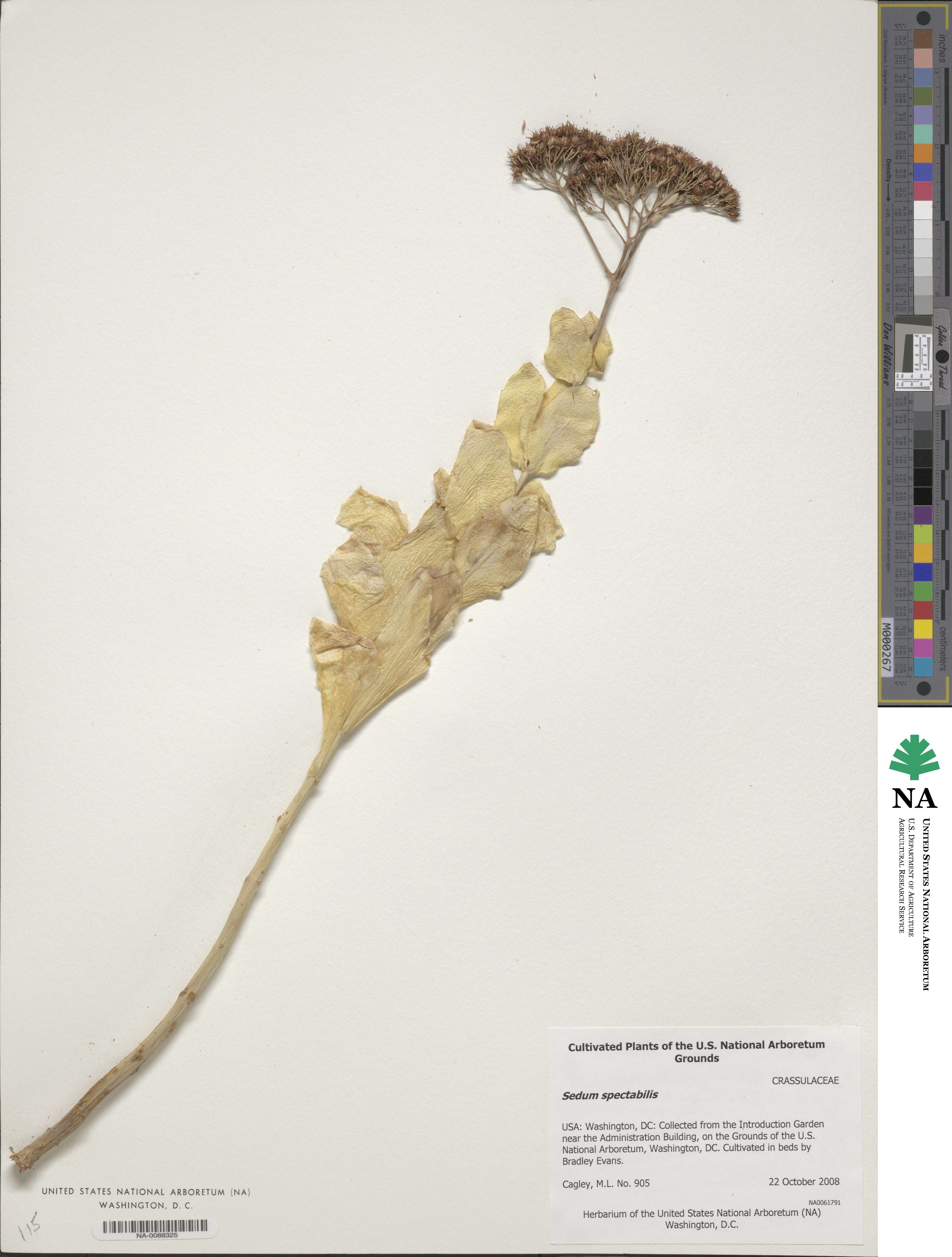 Hylotelephium spectabile image