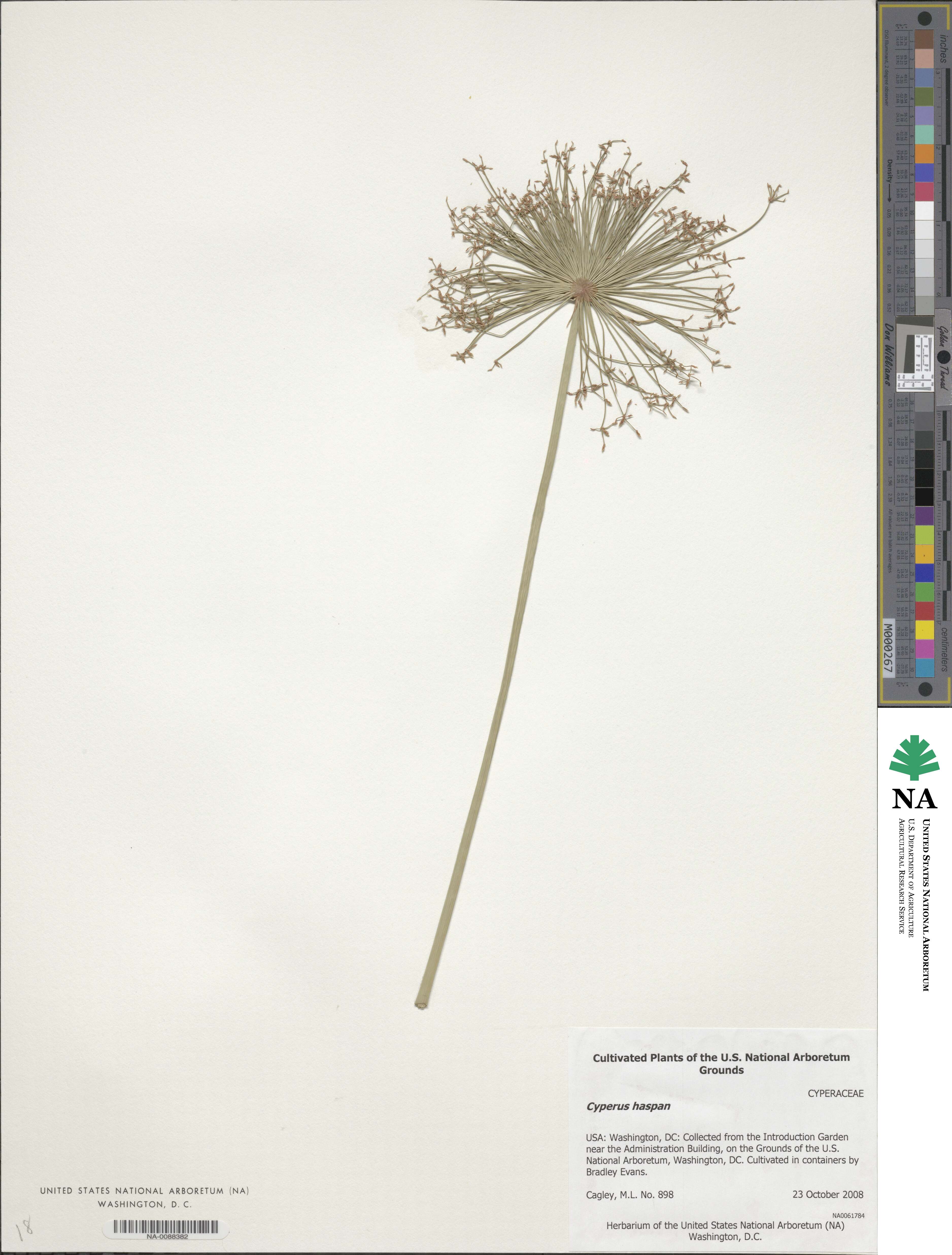 Cyperus haspan image