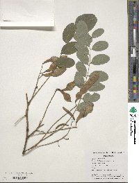 Robinia pseudoacacia image