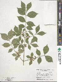 Euonymus alatus image