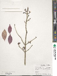 Euonymus alatus image