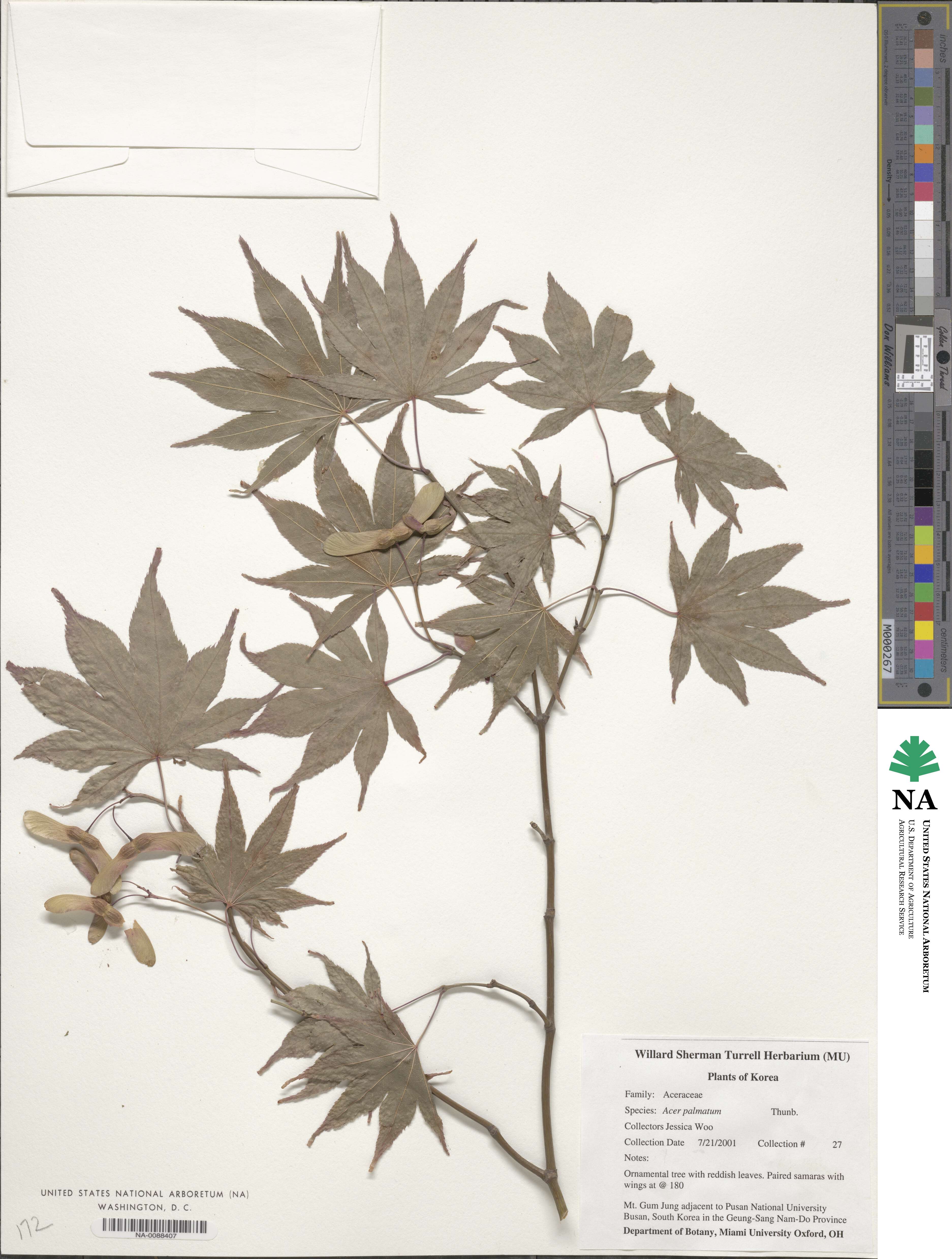 Acer palmatum image