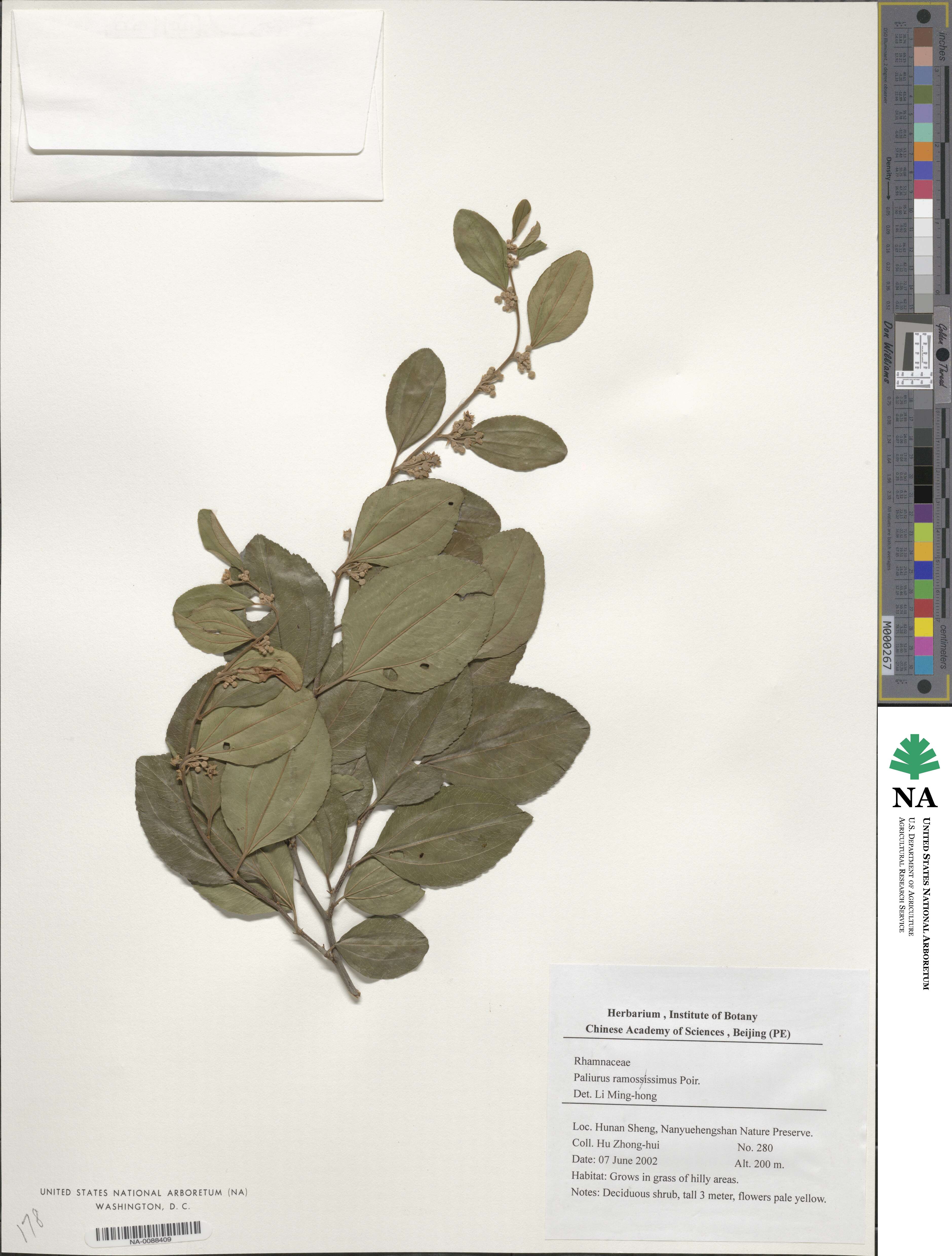 Paliurus ramosissimus image