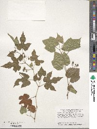 Ampelopsis glandulosa image