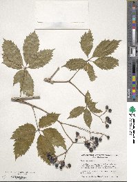 Parthenocissus inserta image