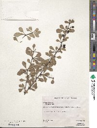 Berberis koreana image