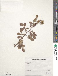 Rosa gallica image