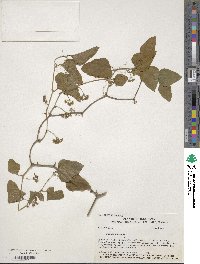 Smilax bona-nox image