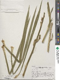 Yucca flaccida image