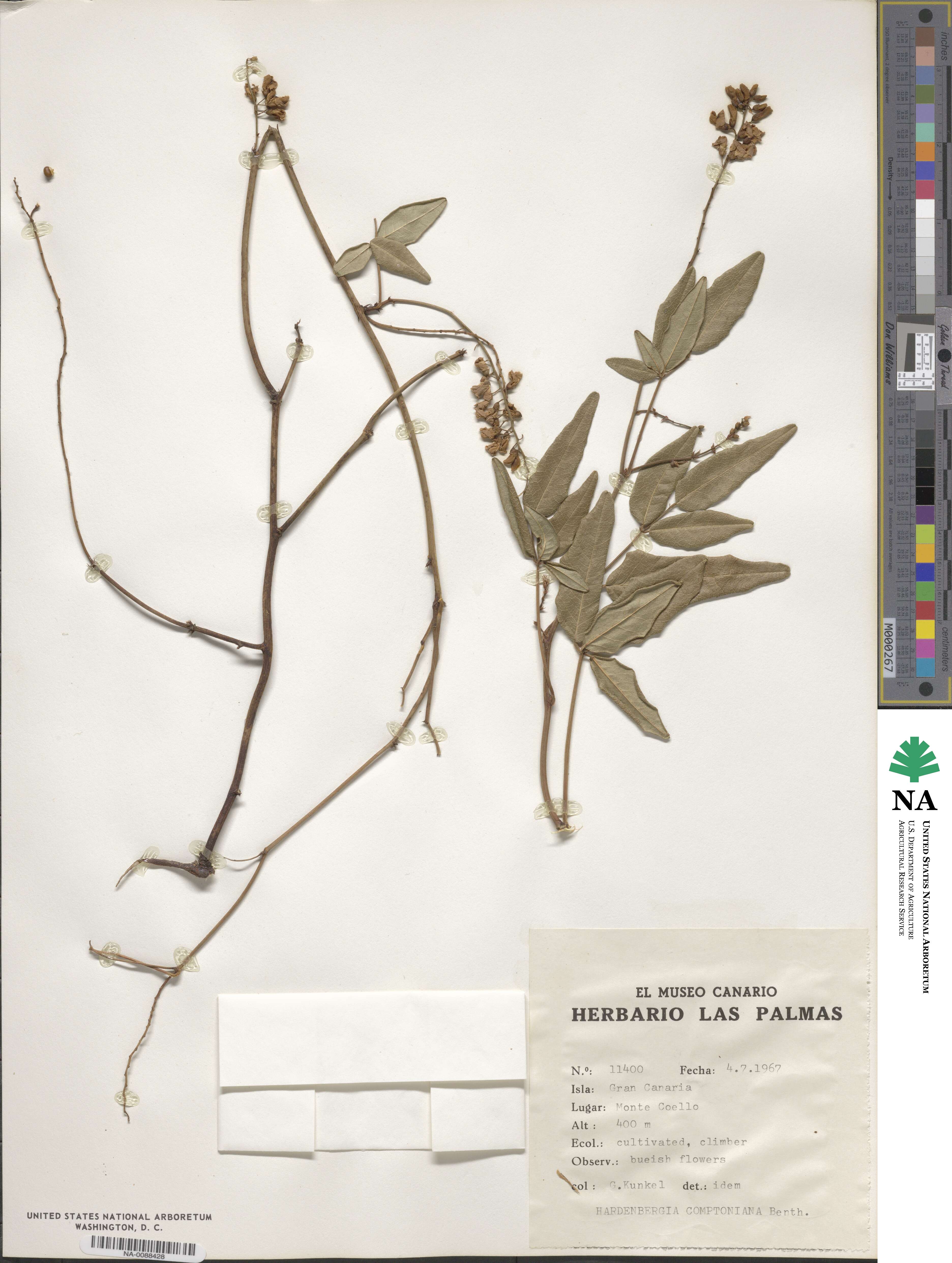 Hardenbergia comptoniana image