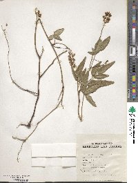 Hardenbergia comptoniana image