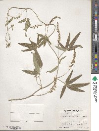 Hardenbergia comptoniana image