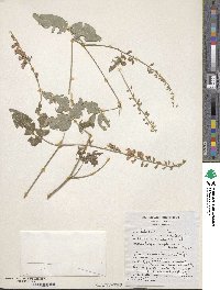 Hardenbergia comptoniana image