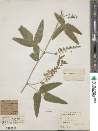 Hardenbergia comptoniana image