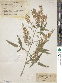 Hardenbergia comptoniana image