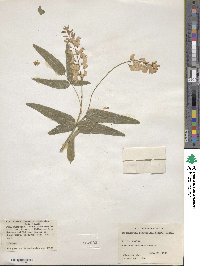 Hardenbergia comptoniana image