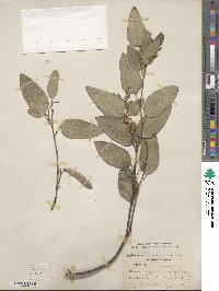 Hardenbergia violacea image